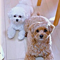 「ママ、遊ぼ」じっと見つめる（左から）ちろちゃん、まおくん（画像提供：まお ちろさん）