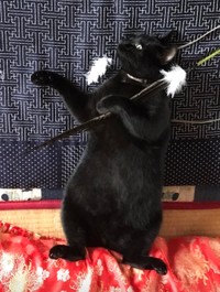 ※カマキリさん提供