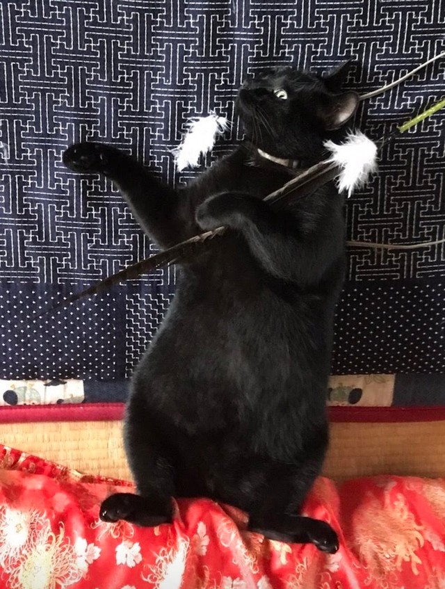 ※カマキリさん提供