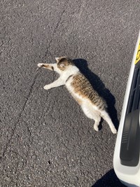 声をかけると耳ぴょん！ グルグル鳴きながらすり寄ってきた（「群馬のG」さん提供）