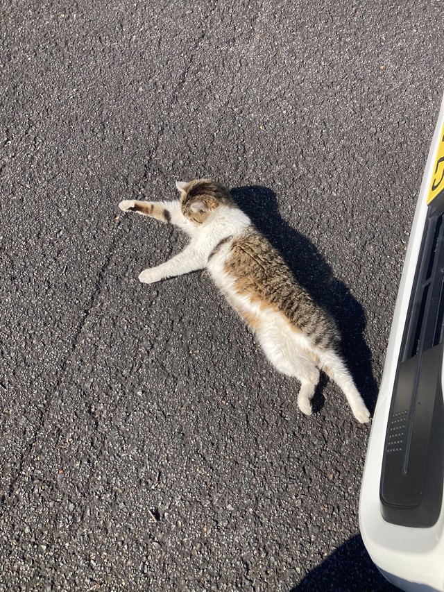 声をかけると耳ぴょん！ グルグル鳴きながらすり寄ってきた（「群馬のG」さん提供）