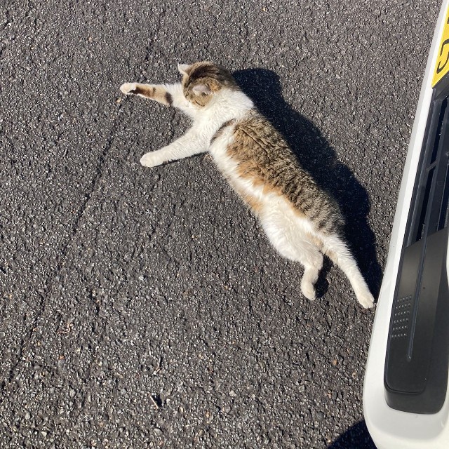 声をかけると耳ぴょん！ グルグル鳴きながらすり寄ってきた（「群馬のG」さん提供）