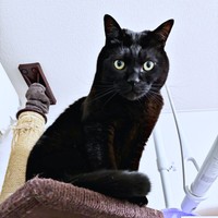 キャットタワーの上からこちらを見つめるアサトくん（画像提供：ゆきのさん）
