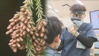 もう花粉が飛来？症状を訴える人増加　鼻水くしゃみのほかに「繰り返す鼻血」も注意か　岡山