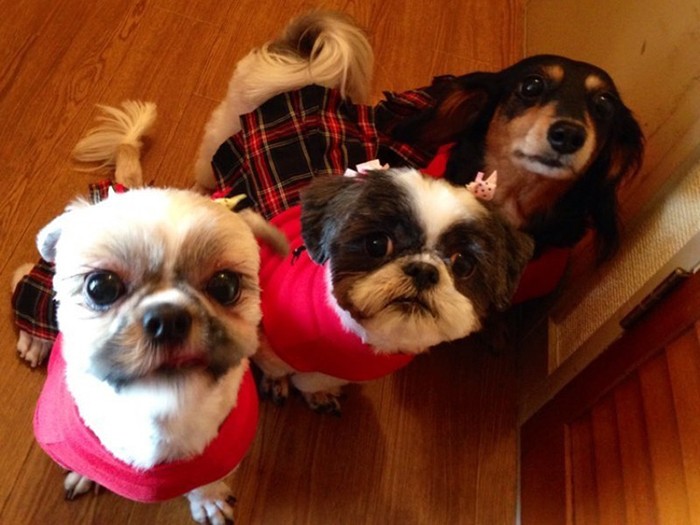 家にきたころの「マリ」