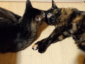 猫の１日、どう変わった？　飼い主がフルタイム出勤の過去と完全在宅ワークの今