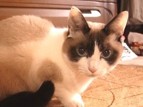 野良の子猫、保健所に届けられる寸前に保護　譲渡先で甘えん坊に