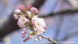 仙台で桜が開花　開花日は平年並みで前年より１１日遅い