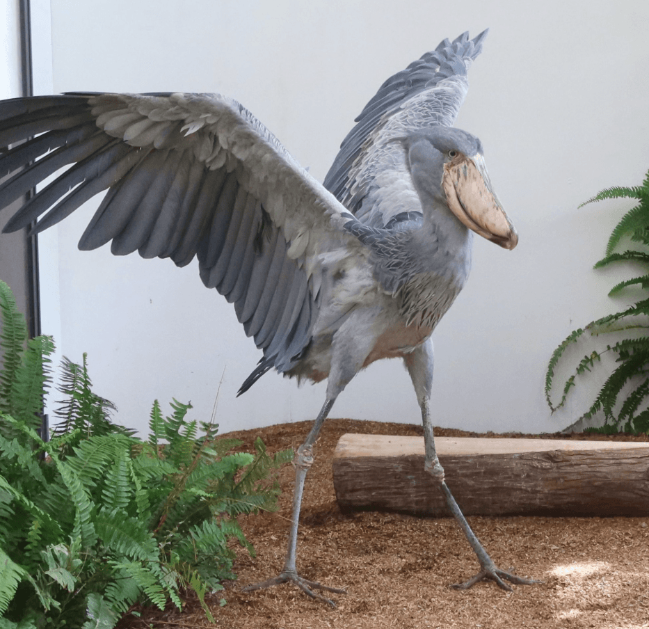 動かないで人気のハシビロコウの貴重な羽ばたきシーン　画像提供：松江フォーゲルパーク
