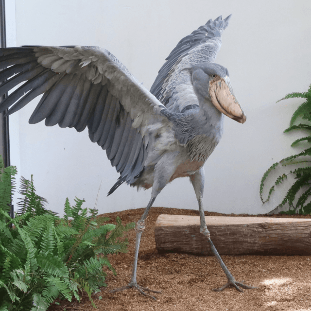 動かないで人気のハシビロコウの貴重な羽ばたきシーン　画像提供：松江フォーゲルパーク
