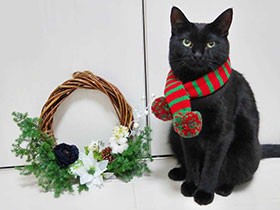 クリスマス支度の記念撮影　黒猫の「オレオ」　