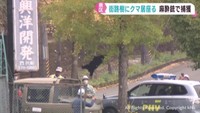 市道の街路樹にクマが５時間居座る　麻酔銃で捕獲　仙台市泉区