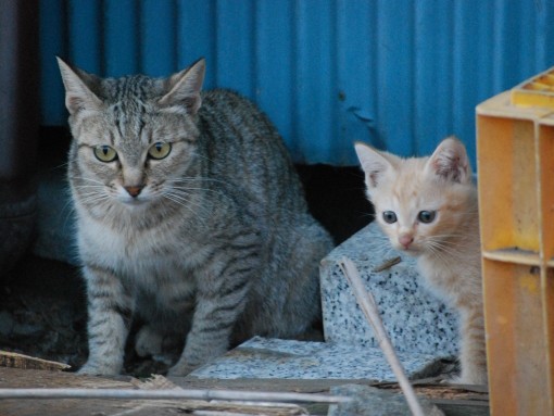 「犬猫の殺処分ゼロめざします」　金沢市長が答弁