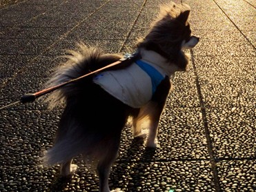 ペットの飼育環境の確保、防災計画に盛り込み