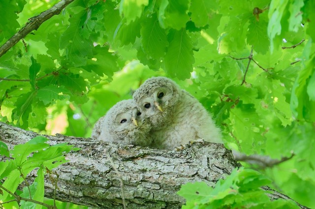 むじゃきな様子が可愛らしい（画像提供：yupi_hokkaidoさん）