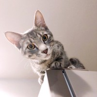 高所から飼い主さんをじっと見つめる副会長（画像提供：猫、飼い始めましたさん）