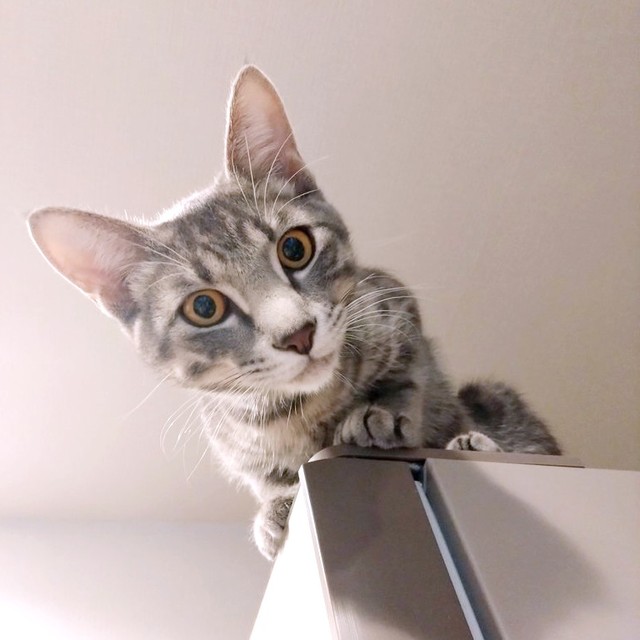 高所から飼い主さんをじっと見つめる副会長（画像提供：猫、飼い始めましたさん）