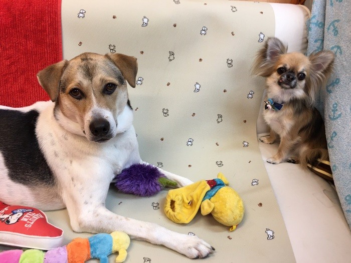 「どんなわんことも仲良くなるよ」（かずきさん提供）