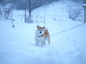 おなかが治るまでは「すごろく」。そして始まったおかゆとの共同生活