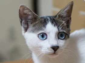 オスのはずの子猫はメスだった　20代女性、初めての猫飼い