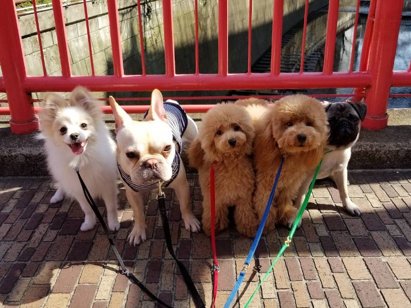 仲間と一緒にお散歩の練習（UG DOGS提供）