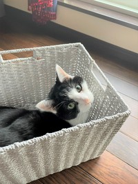 9歳でリンパ腫が発覚したわかぽんくん。辛い治療を頑張りました