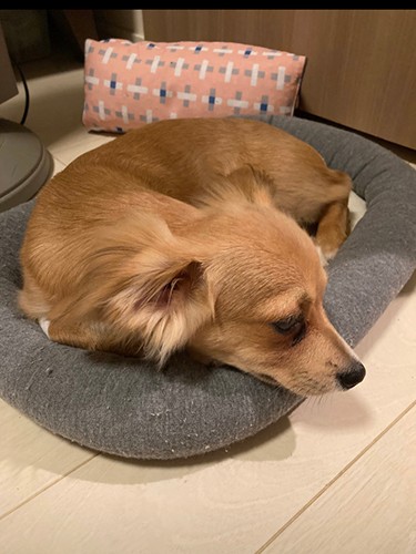 「ヒマだワン……。このベッドで遊んじゃおうっかな（続く）」（お母さん提供）