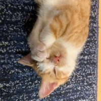 にゃんとも幸せ！茶々丸くん