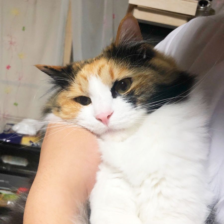 路上で流血していた子猫を保護 そっと顔を拭くと、そこにはかわいらいしい顔立ちが…4歳になった今、家族に愛されるツンデレ猫に成長｜まいどなニュース