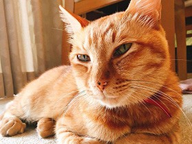 お気に入りのソファで「お父さん、まだかなー」　MIX「とと」