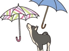 ペットショップでは「運動量に限り」　飼養施設規制の導入を