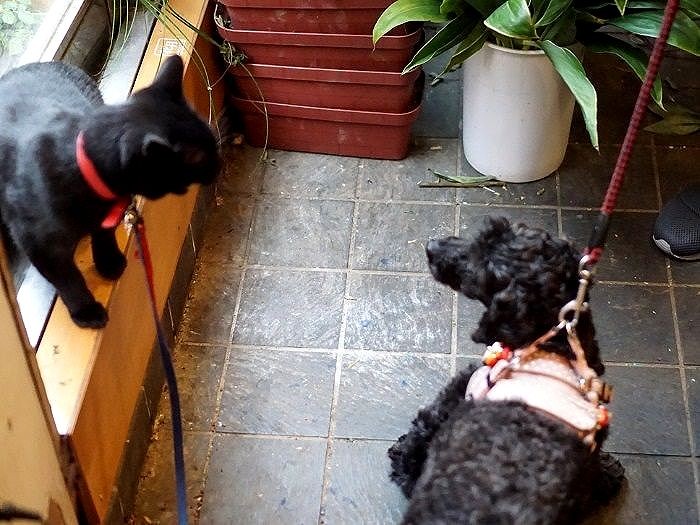 店に来た中川さん宅のはなちゃん（珍しくシャー、でも本当は仲良し。はなちゃんは明恵さん宅で生まれた犬だそう）