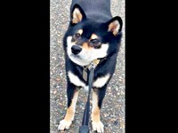 「絶対に帰る」 散歩中、一歩も進まなくなったはるくん（画像提供：黒柴はるママさん）