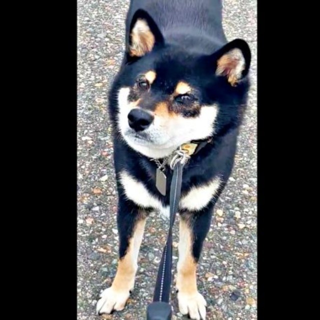 「絶対に帰る」 散歩中、一歩も進まなくなったはるくん（画像提供：黒柴はるママさん）