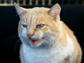 猫が飼い主を急に激しく攻撃してくる　原因はいろいろ、まずは動物病院へ相談を