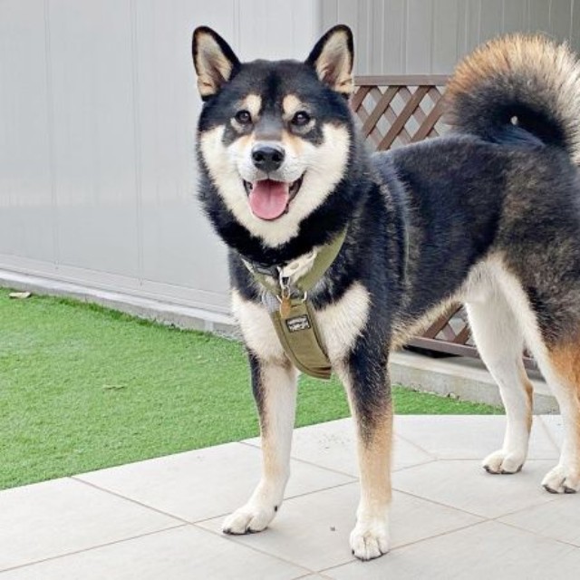 凛々しい顔つきが素敵なもち吉くん（画像提供：黒柴もち吉さん）