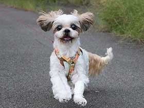 まだまだ張り切ってダッシュするシーズー「まりん」