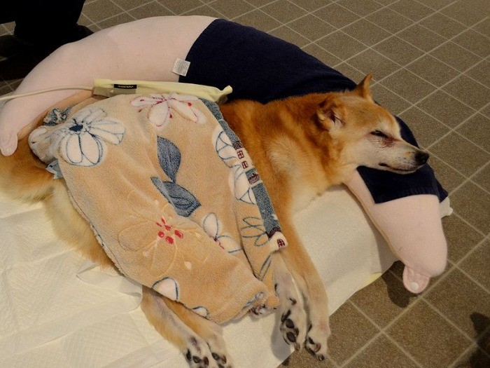 介護を受ける犬（WANCOTTで）