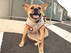 「べーろん」と言うとベロをペロッ　保護犬の「ポン太」