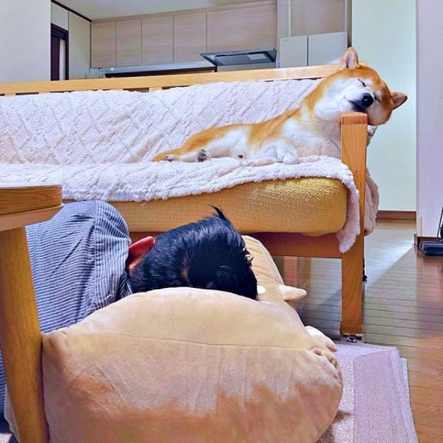ソファで爆睡する豆次郎くん。パパは床で寝ています（画像提供：しばわんこさん）