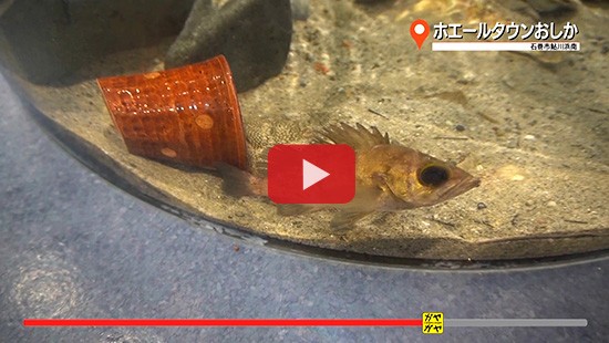 #348鮎川ぶらり旅①ホエールタウンおしか