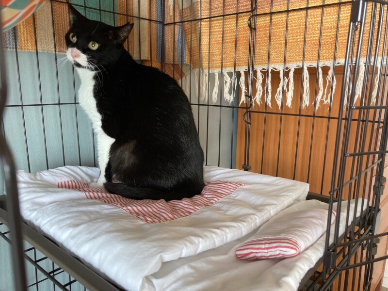 「新しいおうちに、あたし専用の可愛いお布団まであるの」（みよしちゃんのご家族提供）