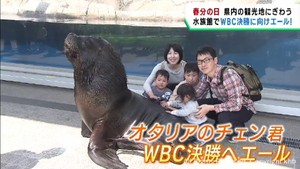 春分の日　宮城県各地の観光地にぎわう　水族館・遊園地・動物園　オタリアは侍ジャパンにエール