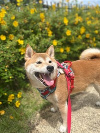 散歩中に笑顔を見せるりんちゃん（提供：柴犬　りんさん）