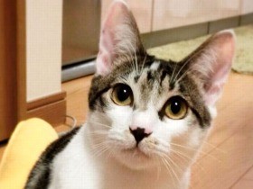 ペットグッズ店に置き去りにされた小さな子猫　「姫」になる