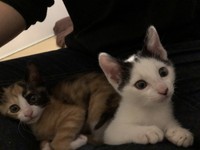 右は兄弟猫のてんくん