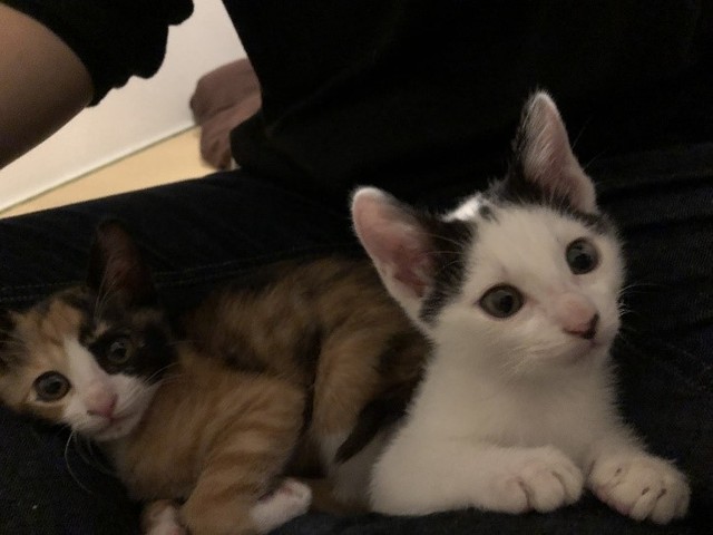右は兄弟猫のてんくん