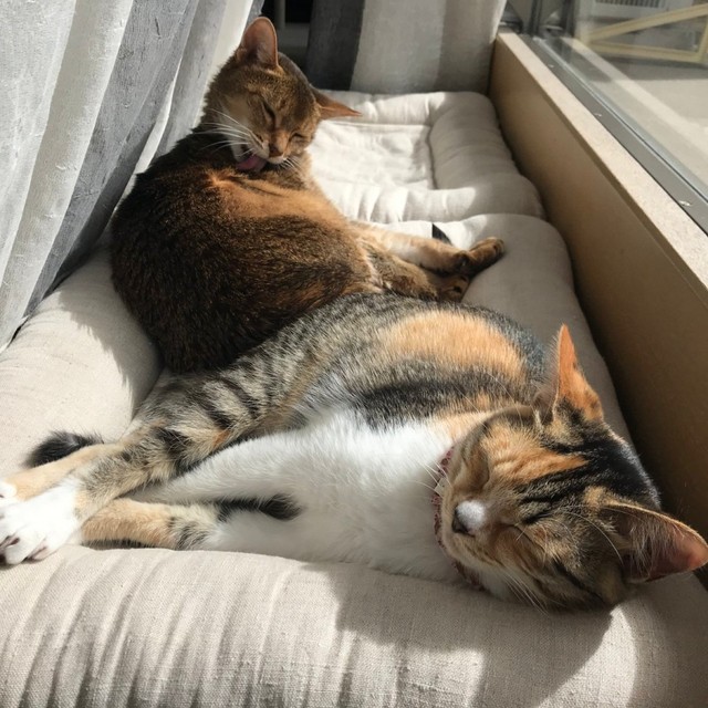 先住猫のリリンちゃん（奥）と一緒に眠るタンモちゃん（手前）（画像提供：ねこねこ空港さん）