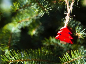 クリスマスの飾りはゴールドクレストの木に。息子と、これからも