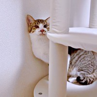 帰宅後、キャットタワーに登って心を落ち着かせるそぼろくん（画像提供：おかかとそぼろの成長記録さん）